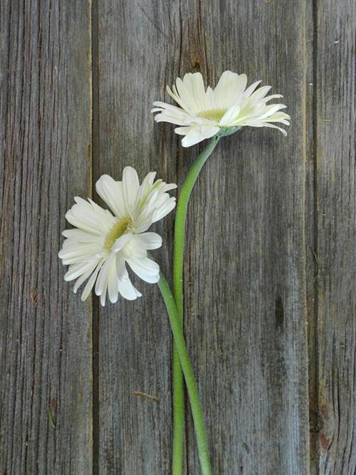 WHITE GERBERAS